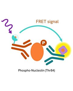 Revvity HTFF Human Phospho-Nucleolin Thr84 Detection Kit, 50,000 Assay Points