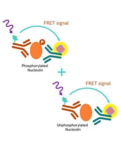 Revvity HTFF Human Total Nucleolin Detection Kit, 50,000 Assay Points