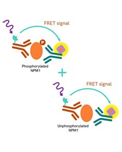 Revvity HTFF Human And Mouse Total Npm1 Detection Kit, 50,000 Assay Points