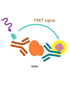 Revvity HTFF Human Total Wrn Detection Kit, 100,000 Assay Points