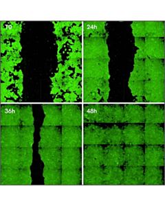 Revvity PhenoVue 492 Live Cell Tracer Stain