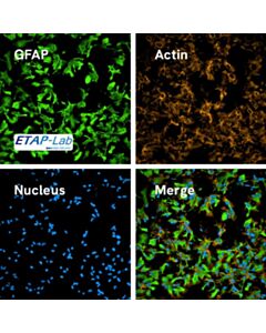 Revvity PhenoVue anti-GFAP – mouse IgG1 antibody