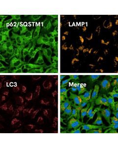 Revvity PhenoVue anti-p62/SQSTM1 – mouse IgG1 antibody