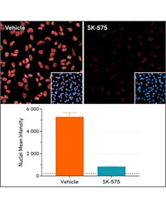 Revvity PhenoVue Anti-PARP1 - Mouse IgG2a Antibody