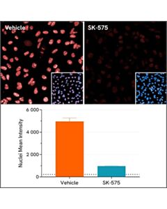 Revvity PhenoVue Anti-PARP1 - Rabbit IgG Antibody