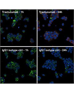 Revvity PhenoVue Human IgG Antibody Internalization Kit (Fluor 647, pH Sensitive) - 2 x 96 wells