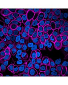 Revvity PhenoVue Fluor 400LS - Goat Anti-Mouse Antibody Highly Cross-Adsorbed