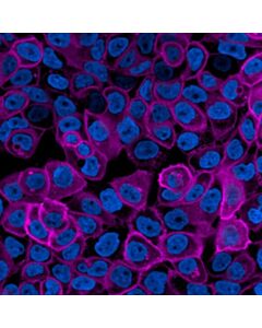 Revvity PhenoVue Fluor 400LS - Goat Anti-Rabbit Antibody Highly Cross-Adsorbed