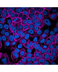 Revvity PhenoVue Fluor 400LS - Goat Anti-Rat Antibody Highly Cross-Adsorbed