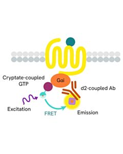 Revvity HTRF Cellular GTP / Gi protein Binding Kit, 500 assay points