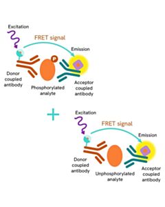 Revvity HTRF Human and Mouse Total CDC6 Detection Kit, 50,000 Assay Points