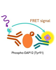 Revvity HTRF Human Phospho-DAP12 (Tyr91) Detection Kit, 500 assay points