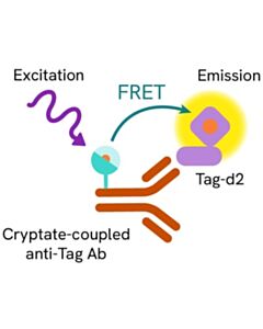 Revvity HTRF FLAG Check Kit, 10,000 Assay Points
