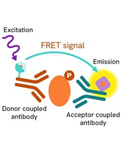 Revvity HTRF Human Phospho-STAT2 (Tyr690) Detection Kit, 500 assay points