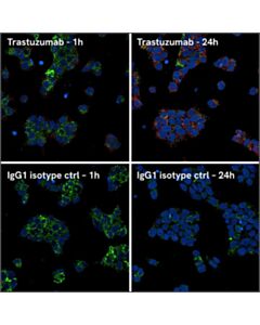 Revvity PhenoVue 488 Lysosomal Stain