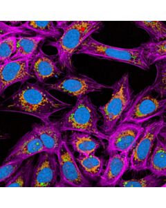Revvity PhenoVue anti-TOM20 - mouse IgG1 antibody