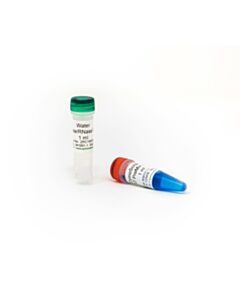 RPI Zymoscript Rt Premix Kit