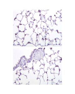 Sigma-Aldrich Anti-Prosurfactant Protein C