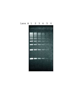 Sigma-Aldrich Sybr Green I, 0.5ml