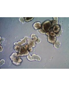 Sigma-Aldrich 3dgro(Tm) Organoid Dissoci
