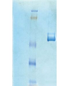 Sigma Aldrich VITRONECTIN, HUMAN PURIFIED PROTEIN