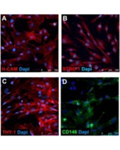 Sigma Aldrich HUMANMESENCHYMALSTEMCELL(HESC DERIVED)P3