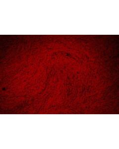 Sigma Aldrich OSTEOMAX-XF# DIFFERENTIATION MED; SIALGSK-SCM121