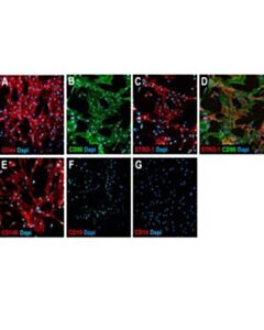 Sigma Aldrich HUMAN MESENCHYMAL STEM CELL CHARACT