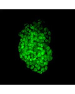 Sigma Aldrich FLUORESCENTMOUSEES/IPS CELLCHARACTERIKIT