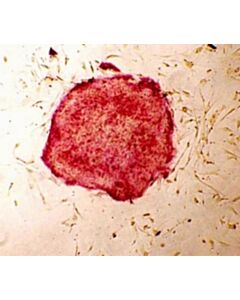 Sigma Aldrich FLUORESCENT HUMAN ES/IPS CELL CHARACTERI