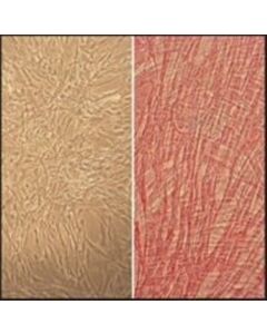 Sigma-Aldrich Human Umbilical Artery Smooth Muscle Cells: Huasmc