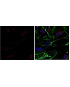 Sigma-Aldrich Anti-Esrrb Antibody