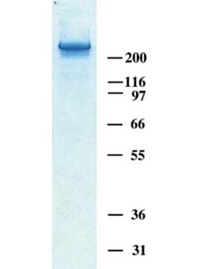 Sigma-Aldrich Tenascin, Hu-100ug