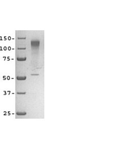 Sigma-Aldrich Sema 3a Recombinant Protein