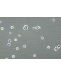 Sigma-Aldrich Lif Hu -5ug