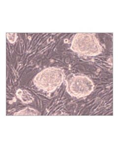 Sigma-Aldrich Pmef-Strain Cf-1, Pack Of 5 Vials