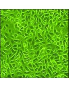 Sigma-Aldrich Rat Epidermal Keratinocytes: Rek, Neonatal