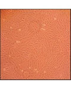Sigma-Aldrich Rat Dermal Fibroblasts: Rdf, Adult