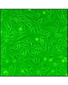 Sigma-Aldrich Rat Cardiac Fibroblasts: Rcf, Neonatal