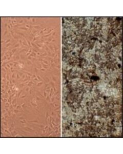 Sigma-Aldrich Rat Osteoblasts: Rob, Adult