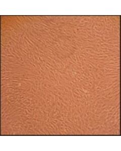 Sigma-Aldrich Rat Marrow Stromal Cells: Rmsc, Adult