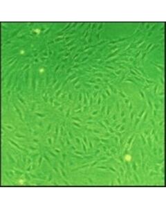 Sigma-Aldrich Rat Lung Fibroblasts: Rlf, Neonatal