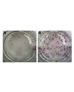 Sigma-Aldrich Mouse Ips Reprogramming Boost Suppl