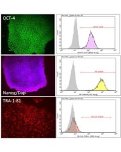 Sigma-Aldrich Pluristem-Xf Human Es/Ips Med