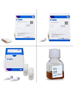 Takara Tet-On 3G Inducible Expression System (with mCherry) \Each