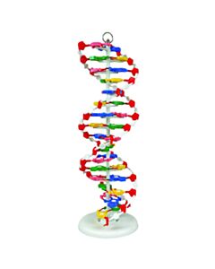 United Scientific Dna Model, Pre-Assembled