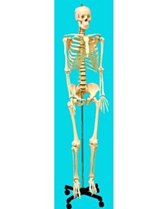 United Scientific Human Skeleton Model, Life-Sized
