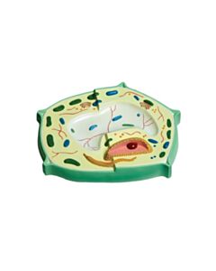 United Scientific Plant Cell Model