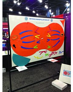United Scientific Mitosis Manipulatives Kit