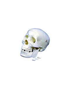 United Scientific Human Skull Model